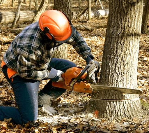 Tree Removal in Hamden, OH